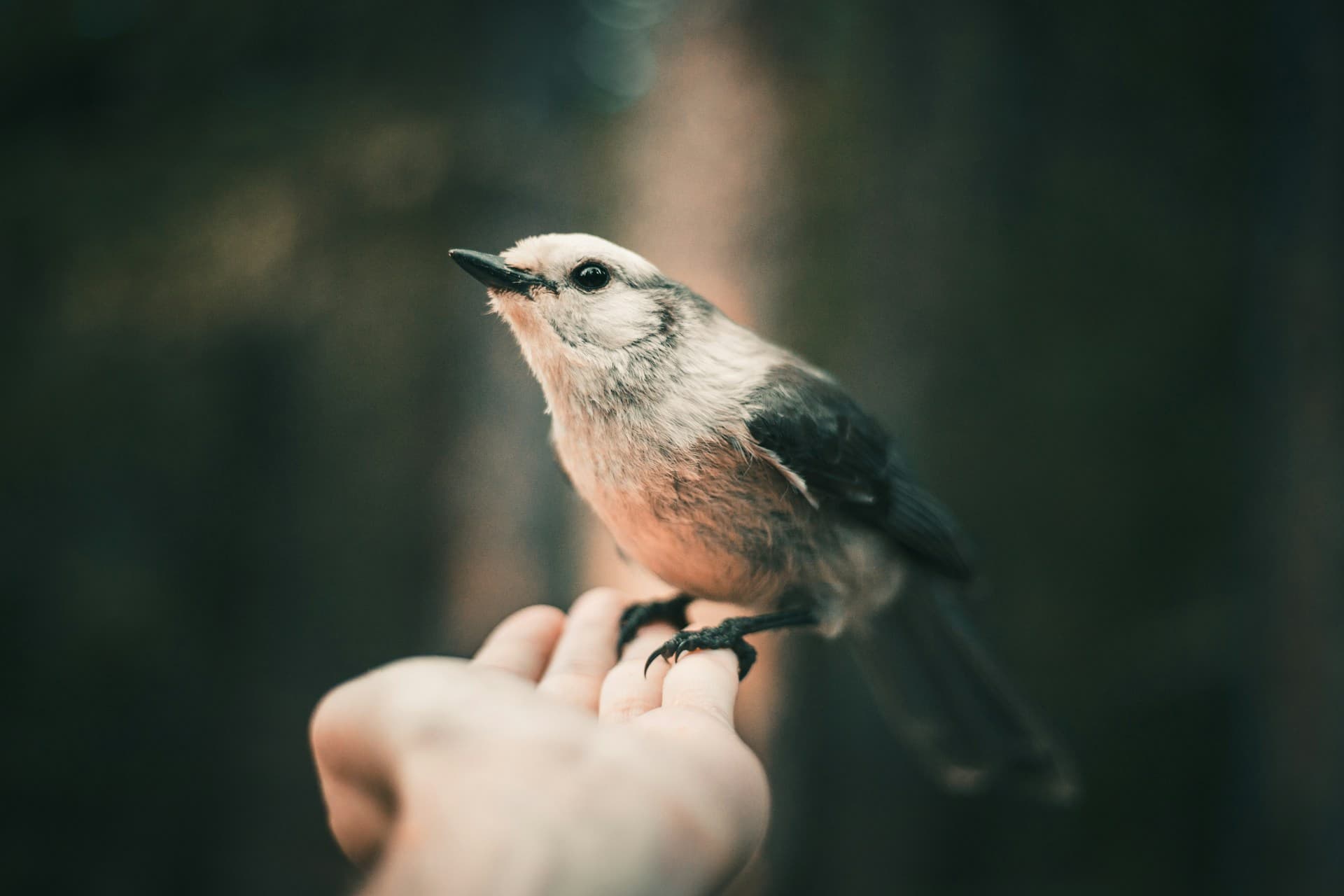 Pájaro
